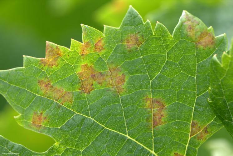 file-Le mildiou se développe uniquement dans les tissus verts de la vigne et en particulier dans le parenchyme des feuilles. // Photo Réussir