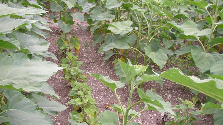 file-Le mildiou est présent dans les parcelles où le tournesol est cultivé et peut y sommeiller plus de 10 ans.