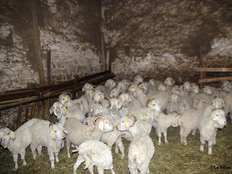 file-Travaillant, dans un premier temps, de façon artisanale, les éleveurs de chèvres angora vont rapidement s'organiser pour en faire une activité professionnelle.