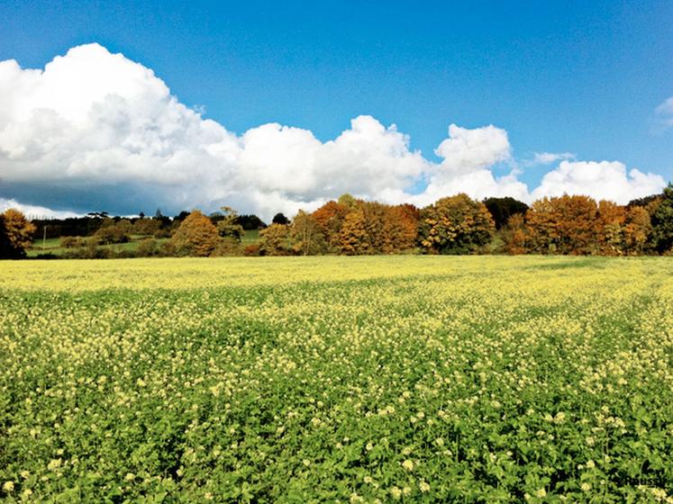 file-La moutarde blanche est le couvert le plus utilisé en raison de certains atouts : coût limité des semences, implantation et destruction faciles, bon piège à  nitrate Â© Réussir