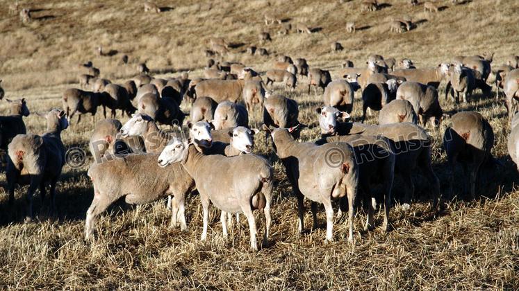 file-Selon FranceAgriMer, le potentiel de production en Océanie a beaucoup baissé, surtout en Australie (notre photo) et en Nouvelle-Zélande, en raison de considérations sanitaires et du fait de la compétition avec la production de lait de vache.