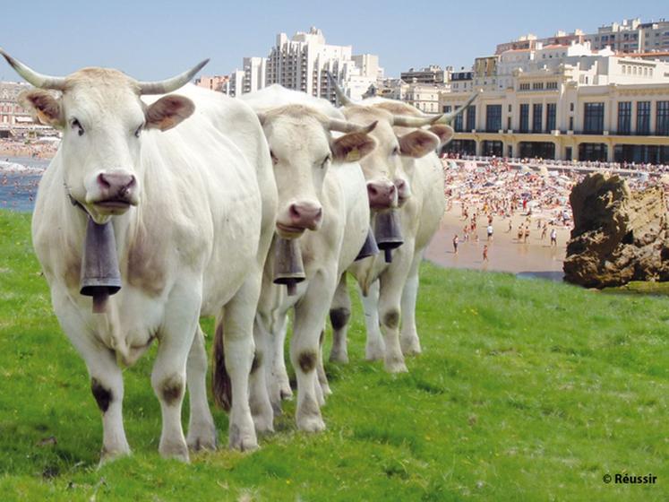 file-Pour la troisième fois en l'espace de quarante-deux éditions, les Pyrénées-Atlantiques ont le privilège d'accueillir le concours national de la race Blonde d'Aquitaine.