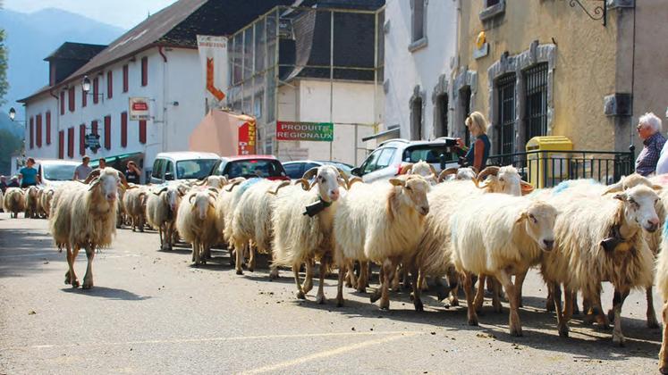 file-Les troupeaux redescendent dans les plaines, en traversant le petit village de Licq-Athérey, au Pays basque. Pour le plus grand plaisir du public venu en nombre à cette Fête de la transhumance.