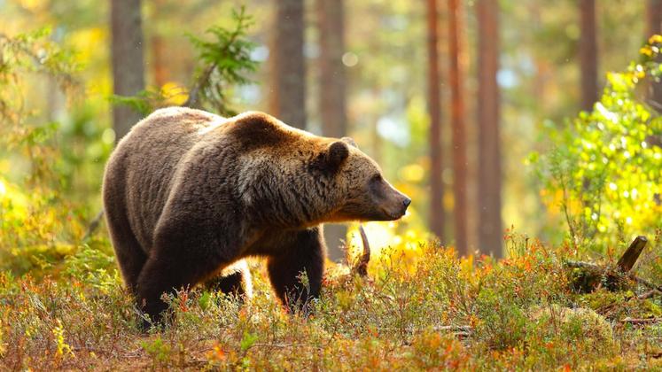 La population d'ours continue d'augmenter avec 70 spécimens recensés dans  les Pyrénées - Le Parisien