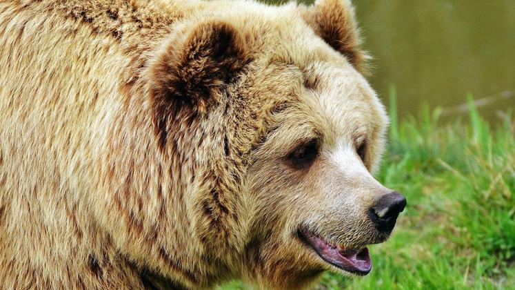 file-Les organisations agricoles du massif pyrénéen, unanimes, dénoncent le projet de réintroduction de deux ourses en Béarn. Selon elles, le gouvernement met en péril le pastoralisme.