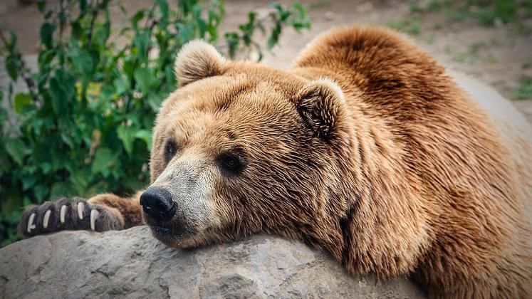 Pyrénées : l'ourson sauvé est finalement décédé