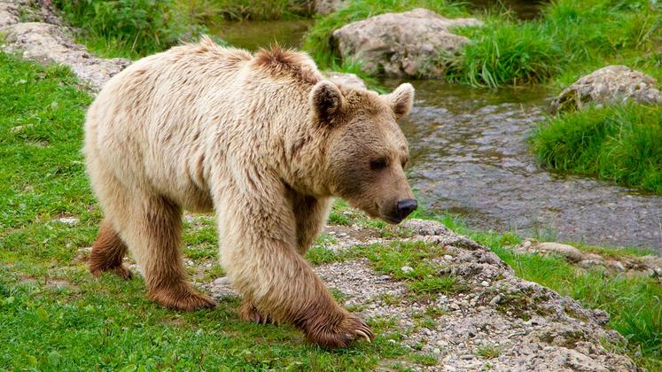 file-On recense 64 ours des deux côtés des Pyrénées.