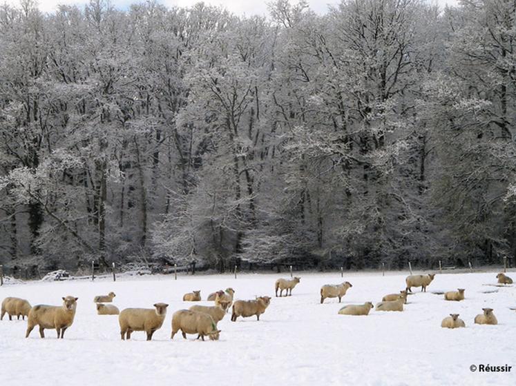 file-En ovins, le pàturage hivernal ne pose pas de problème de portance de sols. Et, contrairement aux idées reçues, cela n'a pas d'impact sur la production d'herbe au printemps. Â©Â Réussir