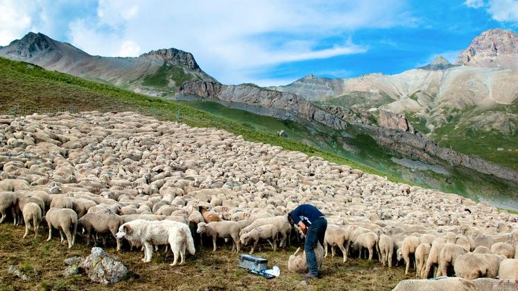 file-Parmi les critères d’éligibilité, toutes les brebis déclarées doivent être maintenues pendant la période de détention obligatoire de 100 jours, du 1er février au 11 mai 2017 inclus.