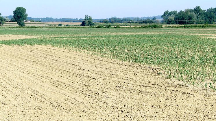 file-Les accidents de cultures, non resemées, couvrant une surface supérieure à 10 ares d’un seul tenant (ou concernant une parcelle inférieure à 20 ares) doivent faire l’objet d’une modification de la déclaration PAC. // Photo Le Sillon