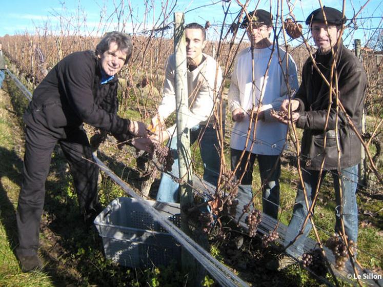 file-Cette année, honneur au basket : les parrains de la cuvée 2010, Claude Bergeaud et Fred Moncade, ont donné les ultimes coups de sécateur dans la parcelle de Rémi et Maurice Lacoste Â© T.L / Le Sillon