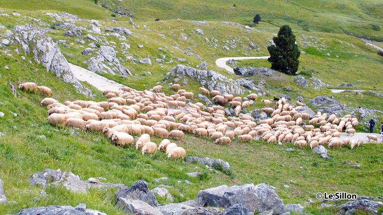 file-Le plan de soutien à l’économie de montagne est un dispositif spécifique qui a permis de conforter et de redynamiser le pastoralisme dans les Pyrénées.
