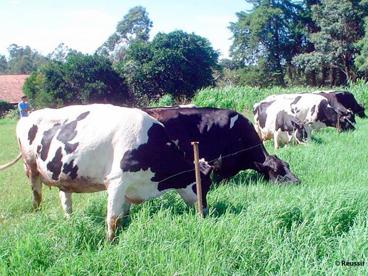 Au fil de l'herbe