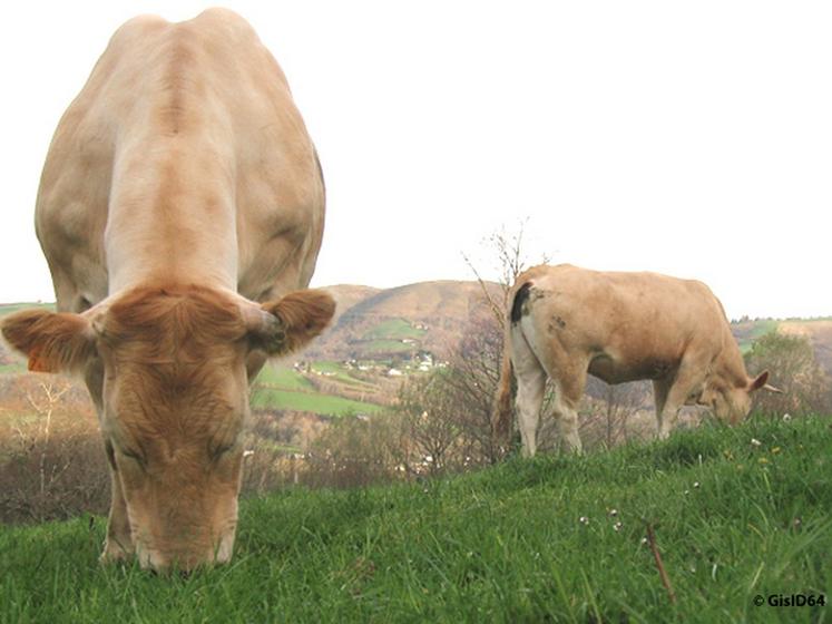 file-L'envolée du prix des céréales et de protéagineux renchérit d'autant la ration alimentaire des animaux et impose la recherche d'une plus grande autonomie. La production d'herbe — notamment pàturée — est une voie à  redécouvrir. Â© GisI