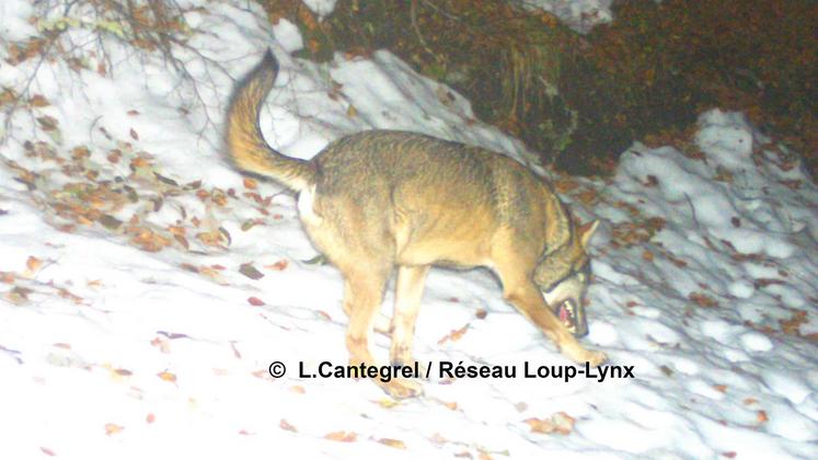 file-La présence d'un loup gris a été officiellement constatée en Béarn.