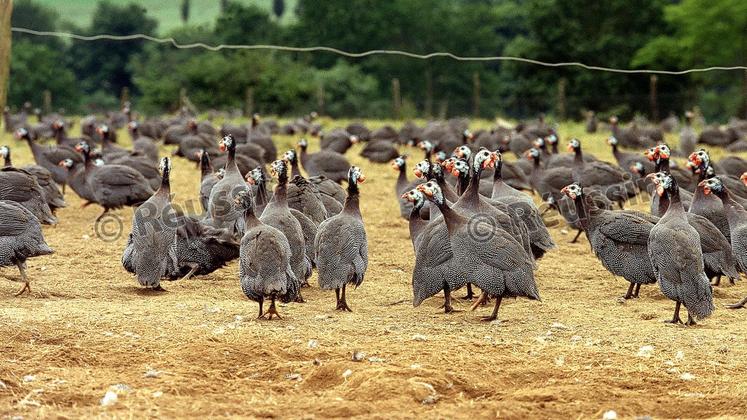 file-Le virus de l’influenza aviaire s'attaque aux voies respiratoires des oiseaux. Cette pathologie a été identifiée pour la première fois en 1878 en Italie.
