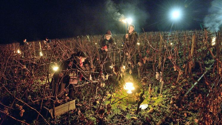 file-Image emblématique de Plaimont: les vendanges nocturnes du 31 décembre. Après le défilé aux flambeaux, petits et grands bravent le froid et saisissent les sécateurs pour ce rendez-vous avec la nouvelle année.