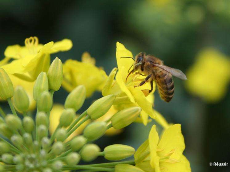 file-Les apiculteurs ont clairement indiqué leur souhait d'évoluer dans un environnement plus "sécurisé" pour leur colonies, tout particulièrement en ce qui concerne les traitements aériens