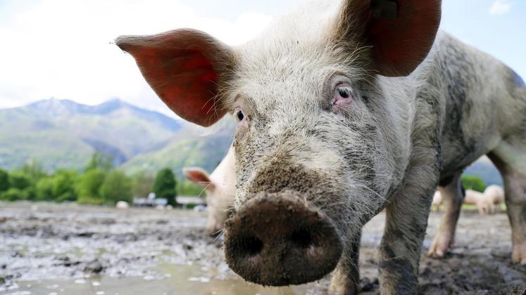 file-L’arrivée de la fièvre porcine africaine en France serait dramatique pour de nombreux élevages qui n’ont pas retrouvé leur équilibre.