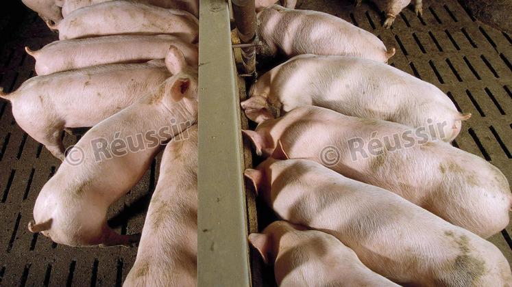 file-Selon l’Inaporc, 10 % des élevages porcins français ne survivraient pas à la crise.