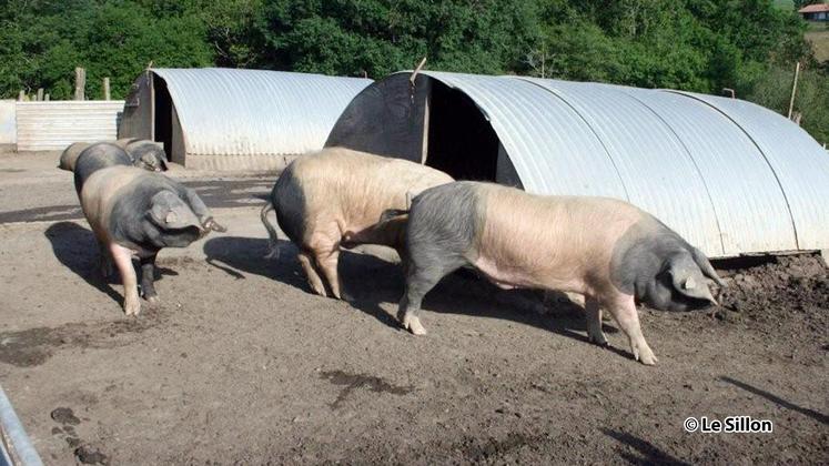 file-Le Kintoa est l'une des six races endogènes de porcs françaises, avec le Gascon, le Limousin, le Blanc de l’Ouest, le Bayeux et le Corse.