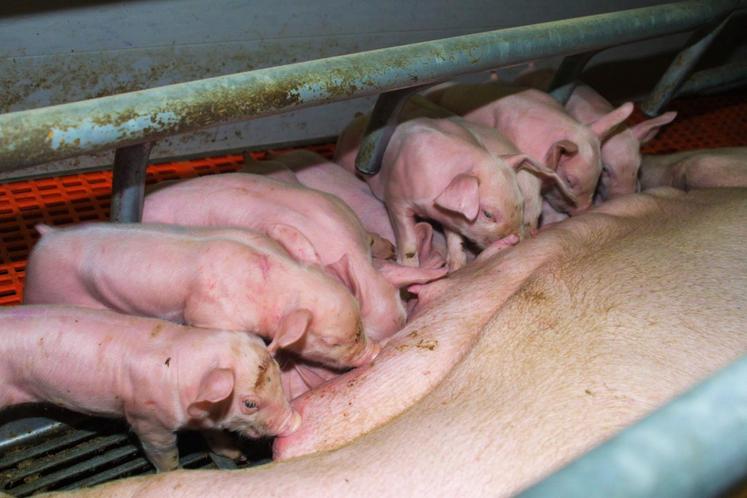 file-À la fin septembre, selon les chiffres du ministère chinois de l’Agriculture, le cheptel porcin du pays a atteint 370 millions de têtes, soit 84% du niveau de celui d’avant la pandémie, en 2017.