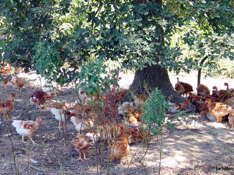 file-Le poulet liberté peut désormais être élevé en bàtiments de 400 m2. Un atout supplémentaire pour développer la production dans les élevages du Sud-Ouest. Â© Le Sillon