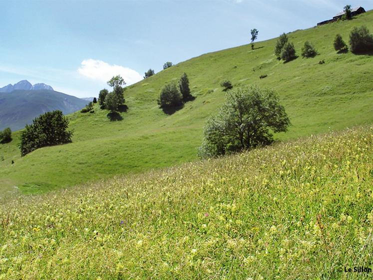 file-Parmi une vingtaine d'espèces florales recensée, les exploitants s'engagent à  en maintenir au minimum trois sur leurs prairies de montagne. L'agriculture conforte un peu plus sa nouvelle missionÂ : celle de produire de la biodiversité.