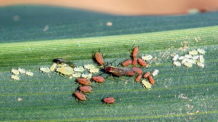 file-La nuisibilité des pucerons et des cicadelles peut être directe et impacter le rendement.