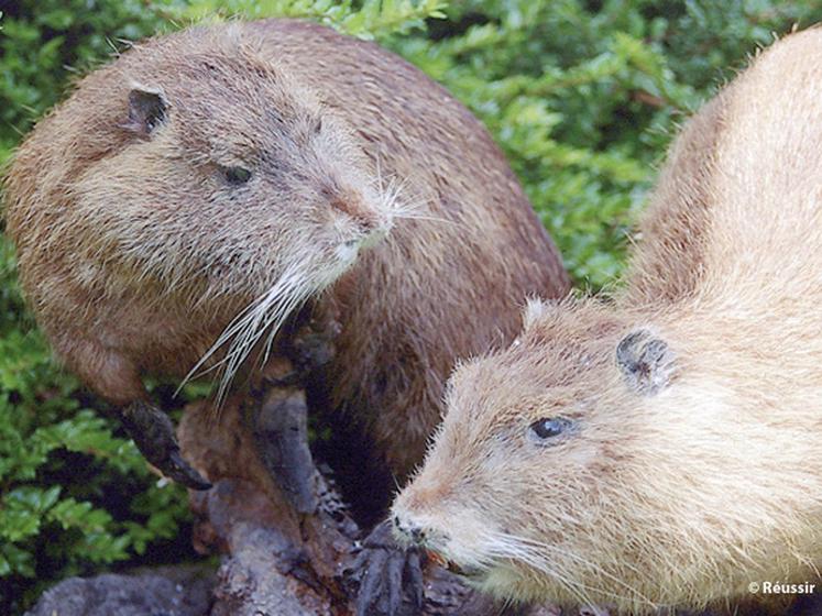 file-L'opération de piégeage organisée par le syndicat des berges de l'Adour sur neuf communes a permis la capture de 1 148 ragondins et 93 rats musqués. © Réussir