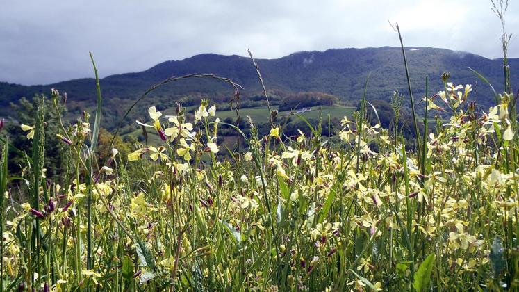 file-Depuis quelques années, ce «radis sauvage» se développe dans les champs cultivés mais aussi les prairies permanentes du piémont et de la montagne basco-béarnaise.