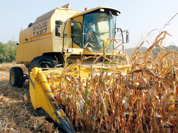 file-La production française de mais grain devrait atteindre cette année un niveau record de 17 millions de tonnes (contre 15  millions de tonnes environ en 2013). Â© Réussir