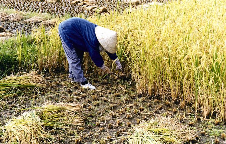 file-En matière de production agricole, la Chine balance entre produire plus ou continuer de s’ouvrir aux importations.