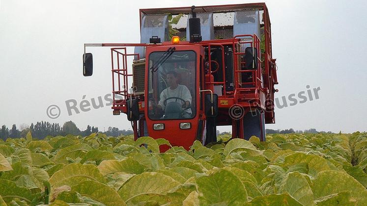 file-650, c’est le nombre moyen d’heures de travail à l’hectare que nécessite la culture du tabac. Une culture mécanisée à 70%, qui demande beaucoup de main-d’œuvre et 500 à 800heures de travail à l’hectare selon les variétés.