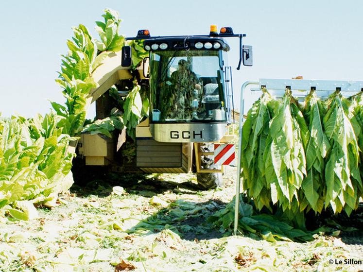 file-La machine récolte les pieds et les suspend sur des cadres métalliques. Là  où douze personnes étaient nécessaires pour récolter un demi-hectare en une journée, la machine traite un hectare en six heures, avec seulement deux opérateurs.