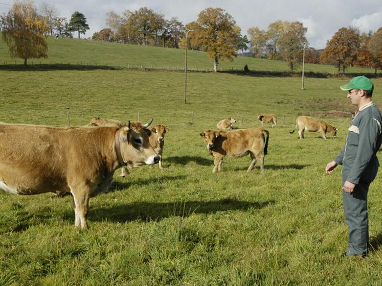 file-Mécanisation et augmentation de la taille des troupeaux ont eu pour résultats une diminution du nombre de contact direct entre l'éleveur et ses animaux. Pourtant, une interaction positive permet de travailler en sécurité sans perte de temps. Â© Réuss