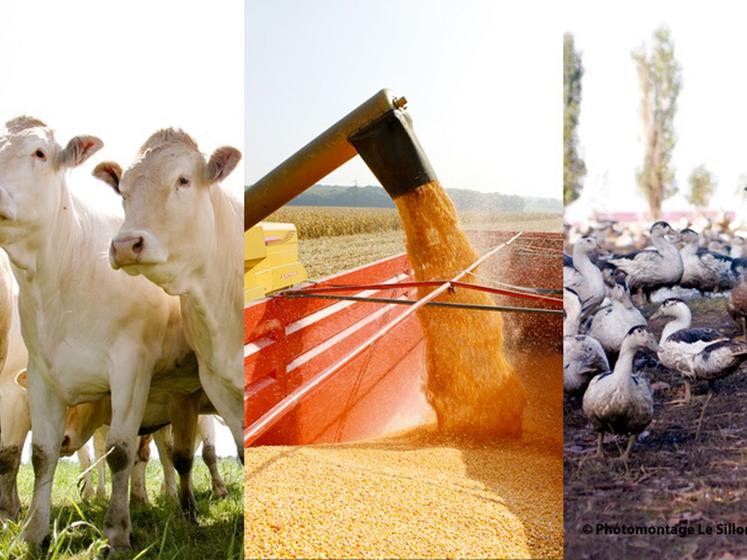 file-Les producteurs de grandes cultures voient leur revenu fortement baisser. Les éleveurs ne s'en sortent pas mieux, avec de nombreuses filières en difficulté.