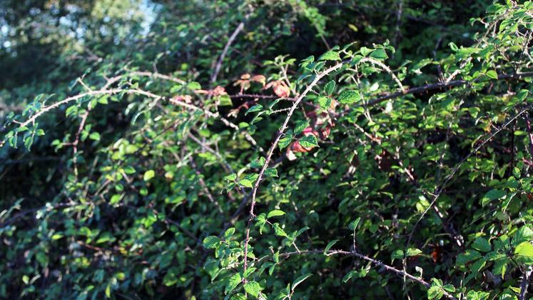 file-Formant de grosses touffes denses, les ronces provoquent la disparition rapide (environ deux ans) de l’herbe qu’elles étouffent et privent de lumière.