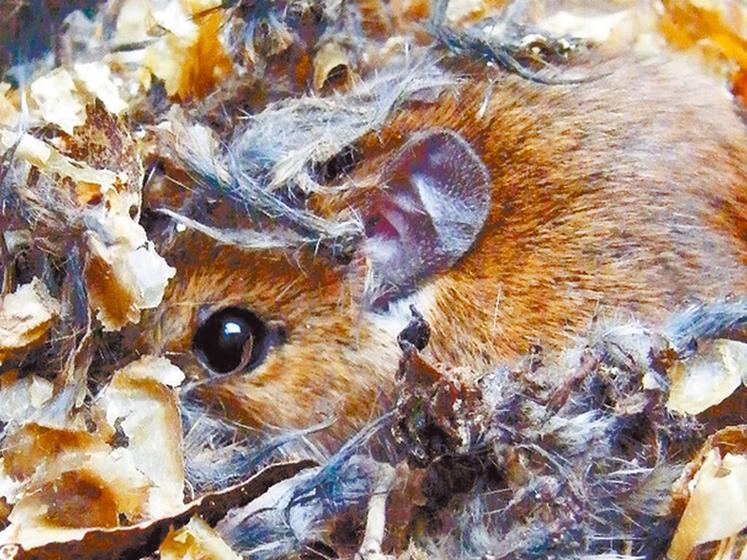 file-Les rongeurs comptent le plus d'espèces : 1 600 à  3 000 (dont 570 espèces de rats et 150 espèces de souris). Leur présence sur un site (élevage, usine) crée des nuisances diverses et multiples Â© Réussir