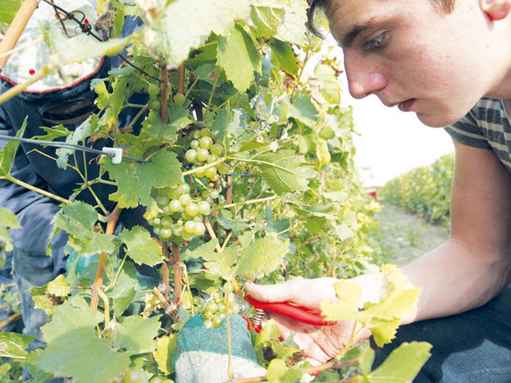 file-En concluant un avenant à  l'accord national sur la durée du travail en agriculture, les partenaires sociaux ont conclu un accord qui permet de déroger à  la durée minimale de 24 heures par semaine. Â© Le Sillon