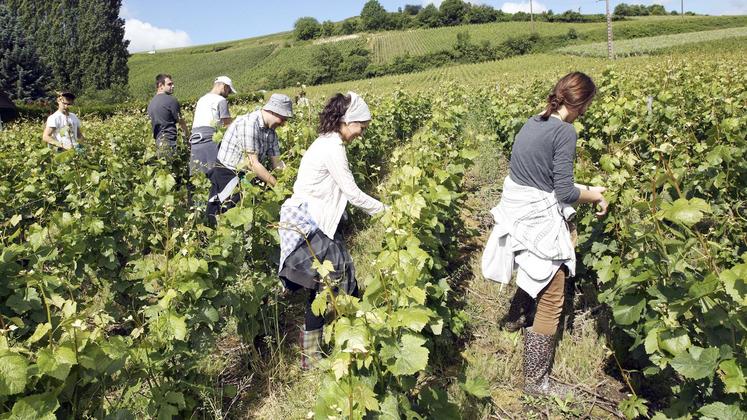 file-Alors que le nombre d’exploitants agricoles continue de se réduire, la place de la famille est de moins en moins présente d’où un recours de plus en plus important au salariat.