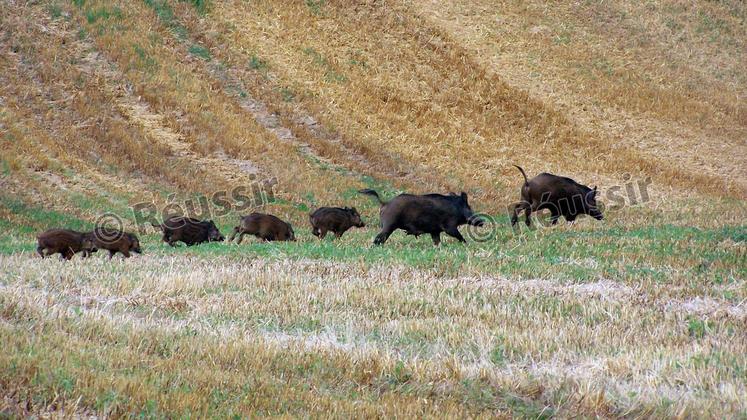 file-Le gouvernement veut réduire de moitié les dégâts de gibier d’ici à trois ans