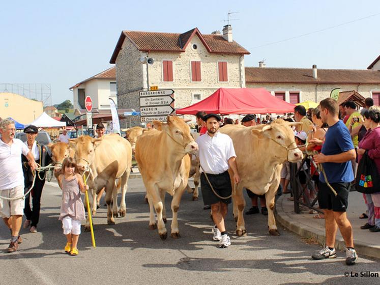 file-À l'occasion de cette vingt-et-unième foire estivale, les Blondes d'Aquitaine ont défilé avec les confréries dans les rues de la cité médiévale, sous le regard d'un nombreux public. © Le Sillon