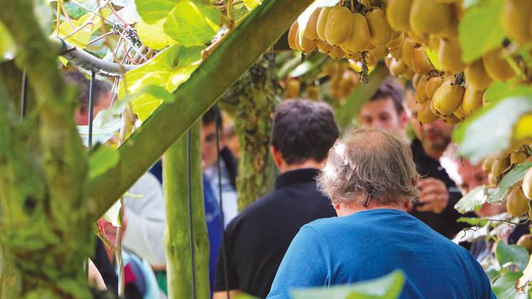 file-Les adhérents de la coopérative Scaap Kiwifruits et des producteurs intéressés par la culture du kiwi ont été nombreux à participer aux échanges techniques proposés à Lahontan ce mardi 28 septembre.