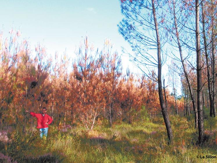 file-Compte tenu des premières données enregistrées dans la base de données Pigma, les professionnels de la forêt estiment que plusieurs milliers d' hectares sont touchés par les attaques de scolytes. Â© Le Sillon