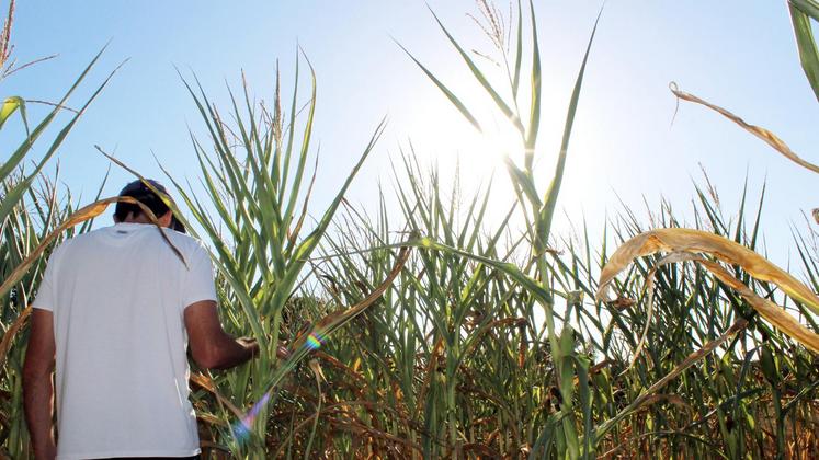 file-Après plus d’un mois sans pluie dans certains secteurs, les cultures sont en souffrance. © Le Sillon.info