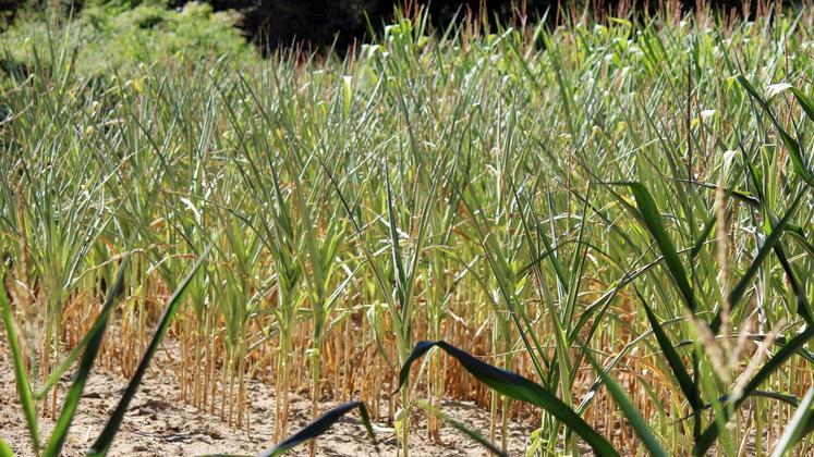 file-Après deux mois sans précipitation, des maïs sans épis aux feuilles complètement cramées par le brûlant soleil. Il n’est pas rare d’en faire le constat en arpentant les routes des Landes et de les régions voisines