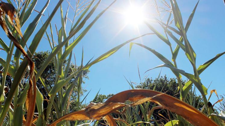 file-Les fortes chaleurs de ces derniers jours entraînent une diminution des rendements et le stress hydrique pénalise des productions, comme la culture du maïs.