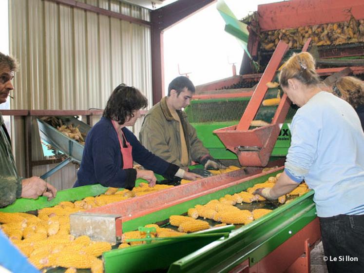 file-Gràce à  la qualité de sa production et au dynamisme des 241 entreprises du secteur et des 19.000 agriculteurs multiplicateurs, la France est le deuxième exportateur mondial de semences végétales. Â© Le Sillon