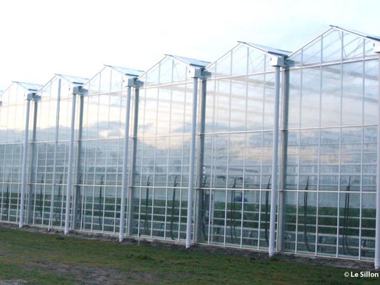 file-Les 6,5 hectares de serres de 6Â m de haut pour plus de luminosité de Tom d'Aqui ont produit 3.000 tonnes de tomates en 2010. La construction de 3,5 hectares supplémentaires est prévue pour l'an prochain Â© C.A / Le Sillon